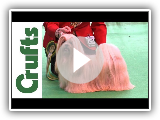 Crufts 2012 - Best of Breed Lhasa Apso